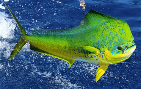 What Is Mahi.